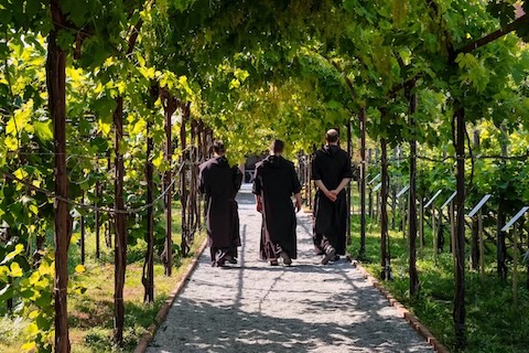 Monks walking through vineyard path